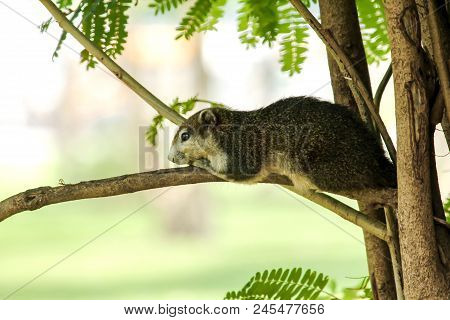 The Squirrels Are Lying On The Branches And Watching Something.