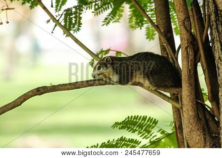The Squirrels Are Lying On The Branches And Watching Something.