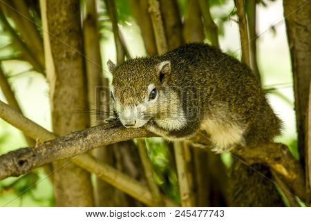The Squirrels Are Lying On The Branches And Watching Something.