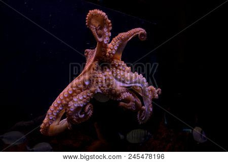 Isolated Octopus In Dark Tank Mid Swimm