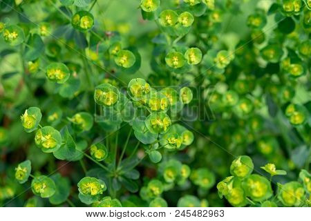 Fragile Plant Flower, Euphorbia Amygdaloides From Turkey