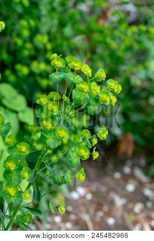 Fragile Plant Flower, Euphorbia Amygdaloides From Turkey