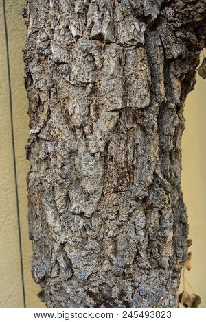 Tree Trunk Of Diospyros Kaki Lycopersicum From China And Japan