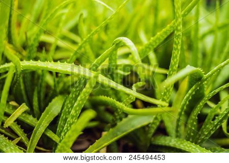 Background Of Gently Green Aloe Leaf Texture.