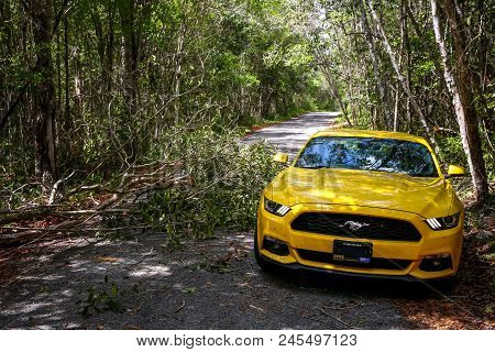 Xpujil, Mexico - May 19, 2017: Yellow Muscle Car Ford Mustang Driving Round The Fallen Tree At The C