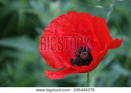 Poppy In The Grass Along The Field In Nieuwerkerk Aan Den Ijssel
