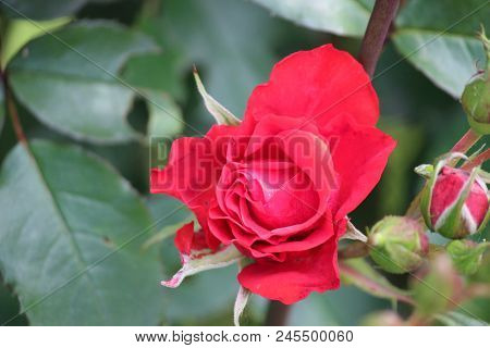 Flower Head Of A Red Rose In Garden In Nieuwerkerk Aan Den Ijssel