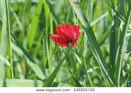 Poppies in the field with daisies and other wild flowers along roadside in the Netherlands