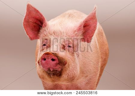 Animal Portrait Of Pink Fat Big Domestic Pig On Bright Background.