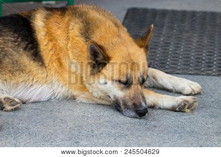 German Shepherd  Dog  The Lying On The Front Porch Of A Home