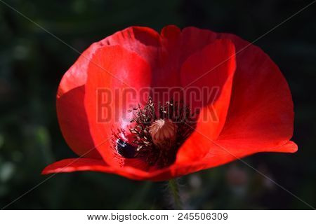 Papaver Rhoeas Common Names Include Corn Poppy , Field Poppy , Red Poppy