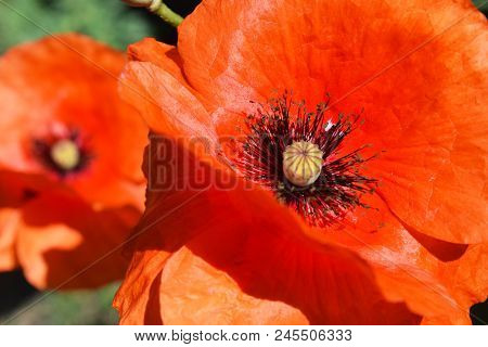 Papaver Rhoeas Common Names Include Corn Poppy , Field Poppy , Red Poppy