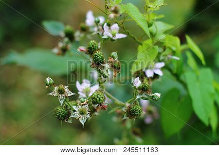 Black Berry Branch In Forest. Branch With Green  Riping Bramble Berries And Blossom.