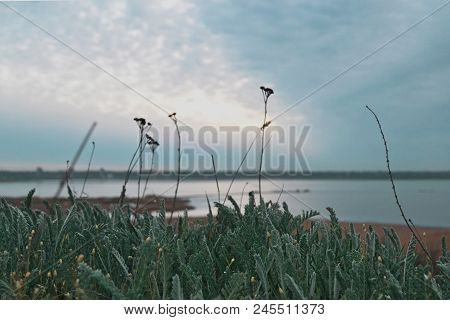 Grass With Wild Flowers Grows Against The Background Of The Estuary In Cloudy Weather, Beautiful Ukr