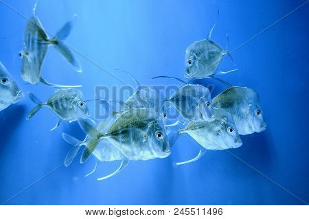 A Game Fish Lookdown Selene Vomer In Blue Water In Kiev Aquarium