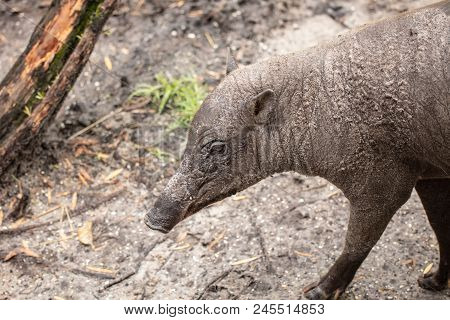 Babirusa Female Does Not Have Facial Tusks