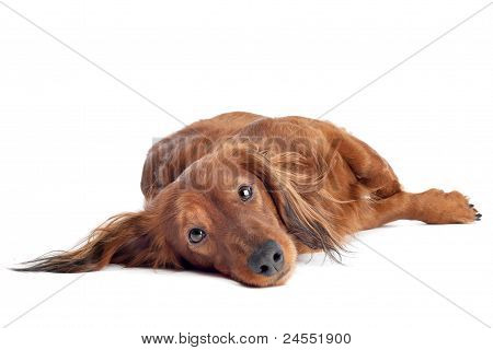 Dachshund หน้าพื้นหลังสีขาว