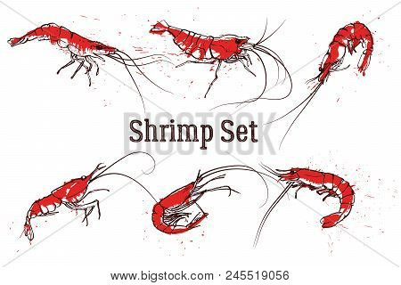 Hand Drawn Boil Prawn Or Shrimp. Text Shrimp Set. Sketch Vector Set Good For Pub Menu Decoration