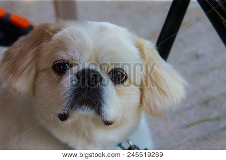 White Little Puppy Pekingese Eleven Month Old