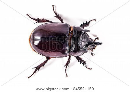 Ox Beetle - Strategus Aloeus, A Species Of Rhinoceros Beetle Isolated On White Background