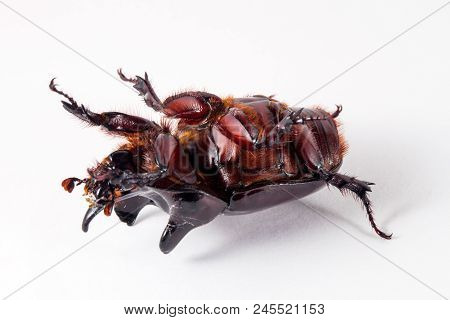Ox Beetle - Strategus Aloeus, A Species Of Rhinoceros Beetle Isolated On White Background