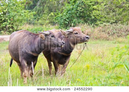 Two Young Buffaloes