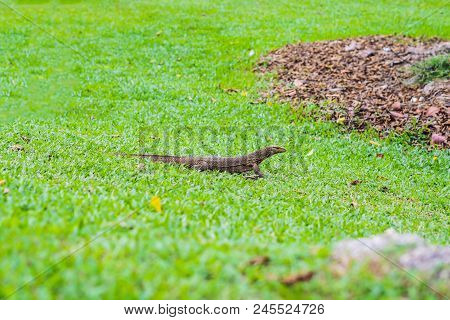 Varanus Lizard In The Foreground On The Grass.