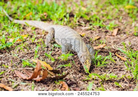 Varanus Lizard In The Foreground On The Grass.