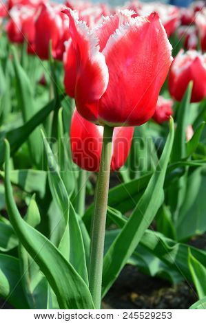 Canasta Tulips At Windmill Island Tulip Garden