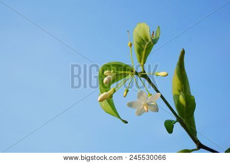 Close Up White Wrightia Religiosa Flower In Nature Garden