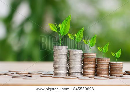 Tree Growing On Coins Stack With Sun Ray For Saving Money Concept