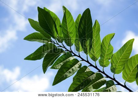 Fresh Green Annona Squamosa Leaves On Blue Sky