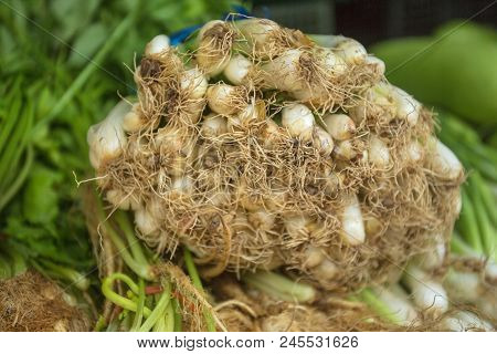 Roots Of Union Leaves That Was Selling In The Market
