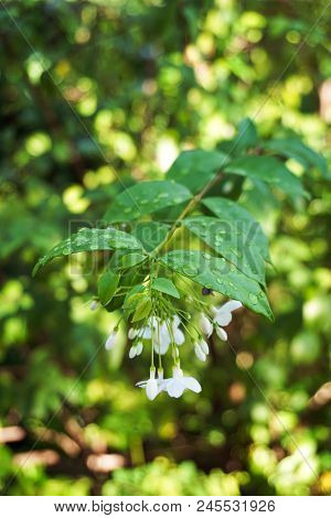 Close Up White Wrightia Religiosa Flower In Nature Garden