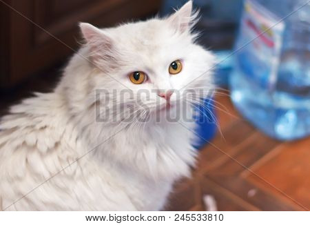 Home White Cat Breed Of The Turkish Angora Sitting