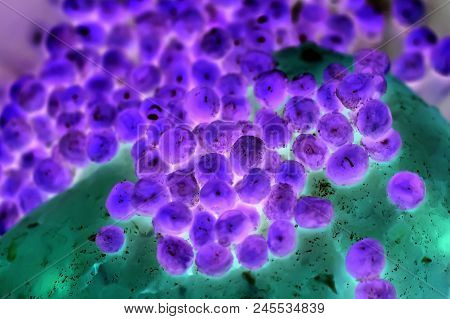 Bacteria Or Cells Under A Microscope, Cells Of The Virus Under A Microscope. Multiplication Of Bacte