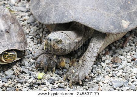 Giant Tortoise, Galapagos Islands, Ecuador, Large Old Long Life Turtle In Ocean Walking On Park Full
