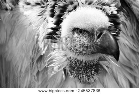 Close Up Of Large Cape Vulture In Black And White