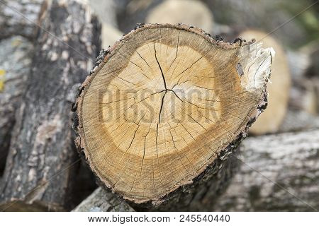 Cross Section Of Tree. Close-up And A Blured Background.