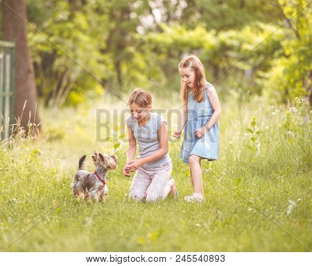 Two sisters playing with little Yorkshire terier sunny day