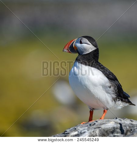Beautiful Atlantic Puffin Or Comon Puffin Fratercula Arctica In Northumberland England On Bright Spr