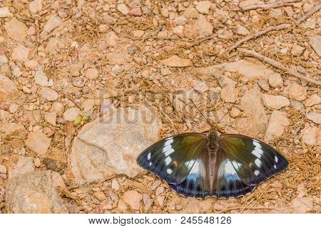 Male Common Eggfly Butterfly With Large White Spots And Orange Markings Resting On Rocky Ground.