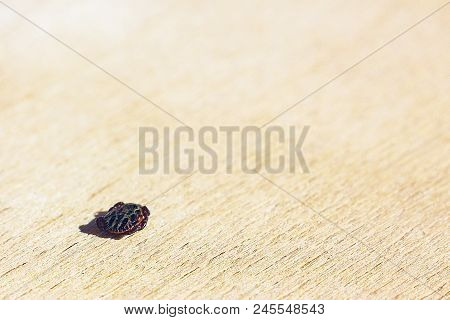 Encephalitic Mite Shrank And Lies On The Table Pretending To Be Dead.