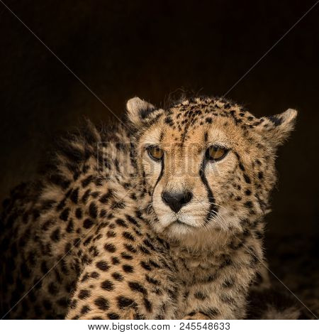 Stunning Intimate Portrait Of Cheetah Acinonyx Jubatus In Colorful Landscape