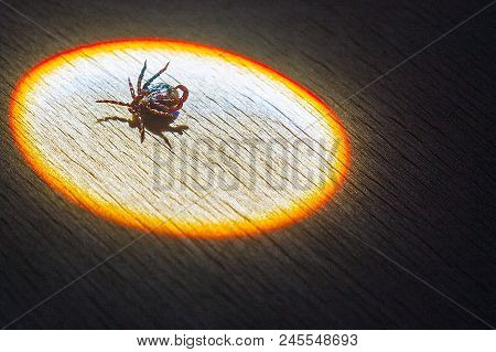 The Encephalitis Mite Burns In The Sun Ray.