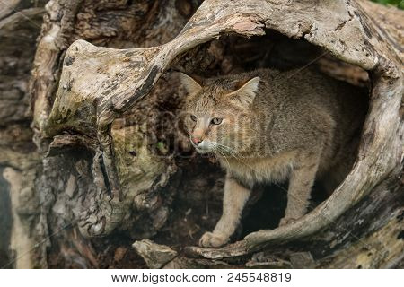 Beautiful Image Of Jungle Cat Felis Chaus In Hollowed Out Tree Trunk