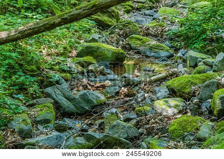 Moss Covered Boulders And Rocks In Small Sallow Stream In Mountainous Forest With Lush Green Vegetat