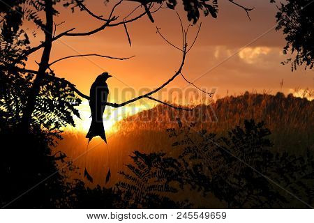Silhouette Of Greater Racket-tailed Drongo Birds On A Tree Branches With Red Sky Sunset Background