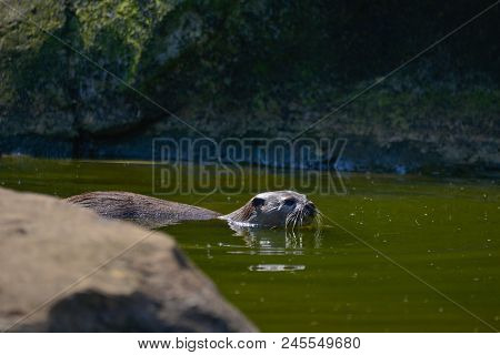 World's Smallest Otter, Asian Small-clawed Otter Aonyx Cinerus On Rocks In Sunlight