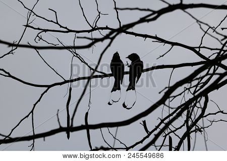 Silhouette Of Greater Racket-tailed Drongo Birds On A Tree Branches With Red Sky Sunset Background